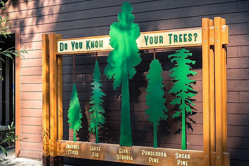 Identification of evergreen tree types that can be found in Calaveras Big Trees State Park exhibit found at the entrance to the visitor center
