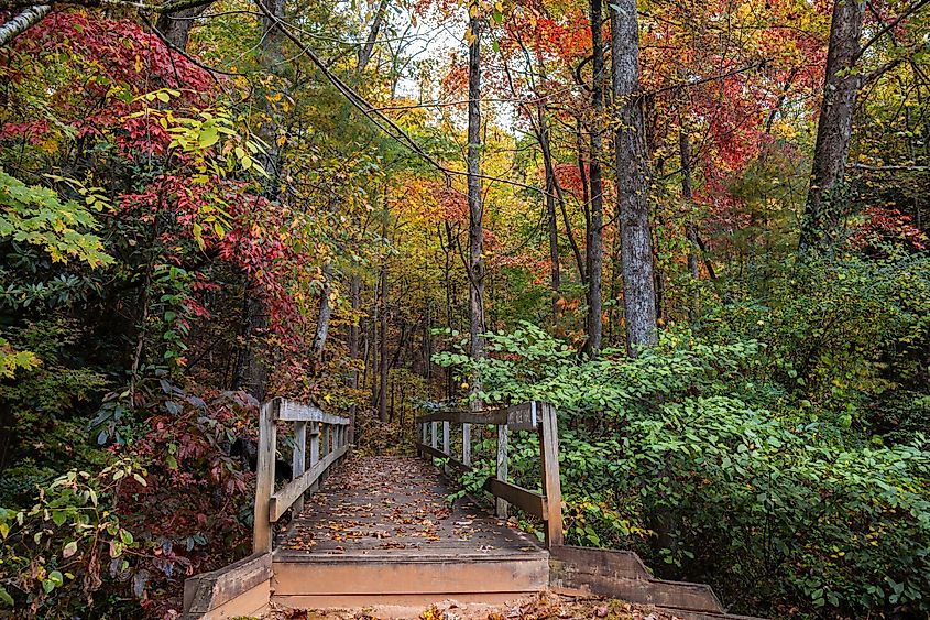 A boardwalk in the Smithgall Woods State Park in Georgia.