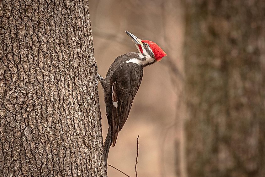 Male Pileated Woodpecker on a tree trunk