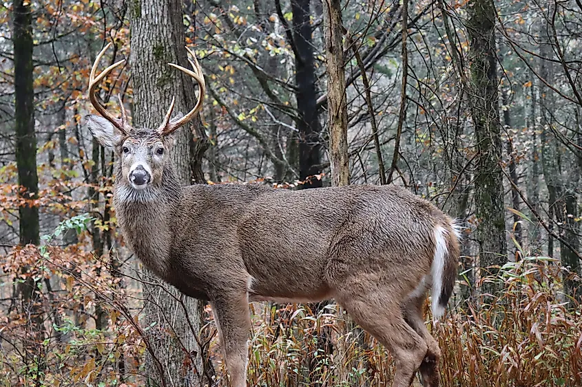 Deer in Mammoth Cave National Park