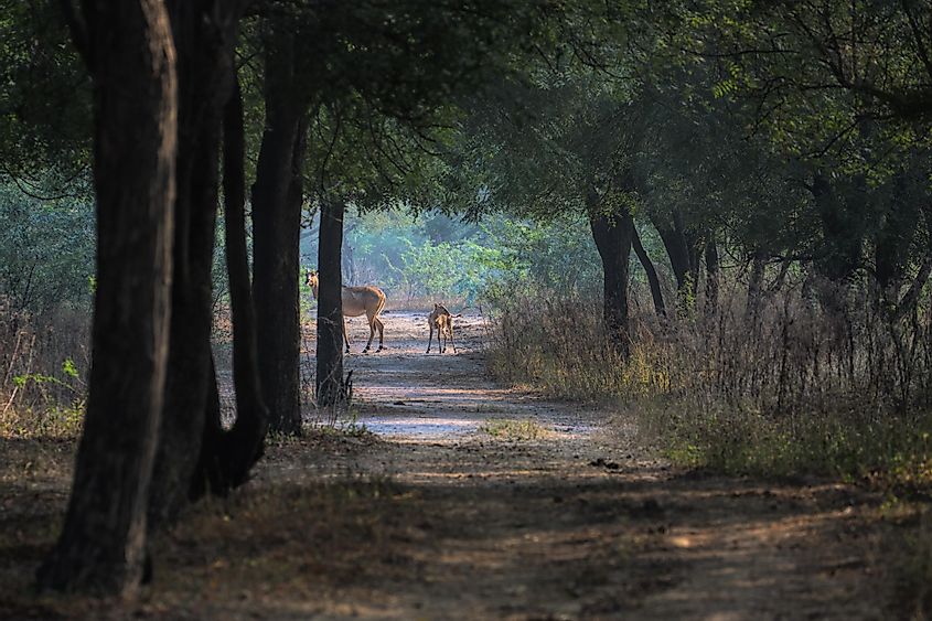 Sultanpur National Park