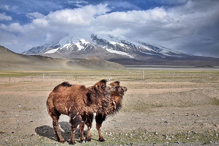 Wild camel in the Kunlun Mountains