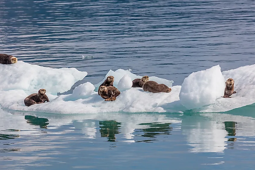 Seals resting on sea ice in Prince William Sound, Alaska