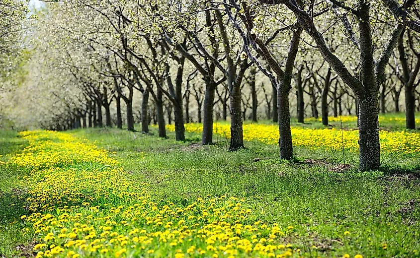 A cherry orchard in Traverse City, Michigan
