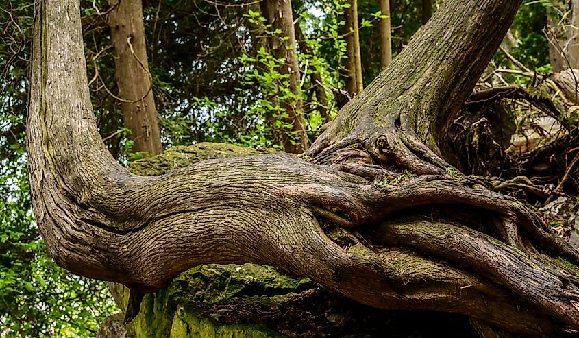 Twisted tree roots along the Eagle Trail in Peninsula State Park, Door County, Wisconsin