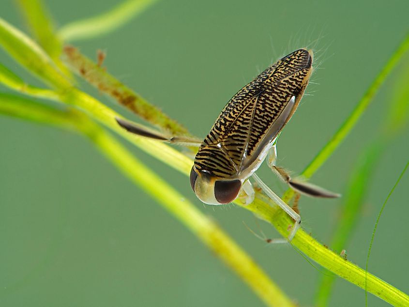 Water boatman