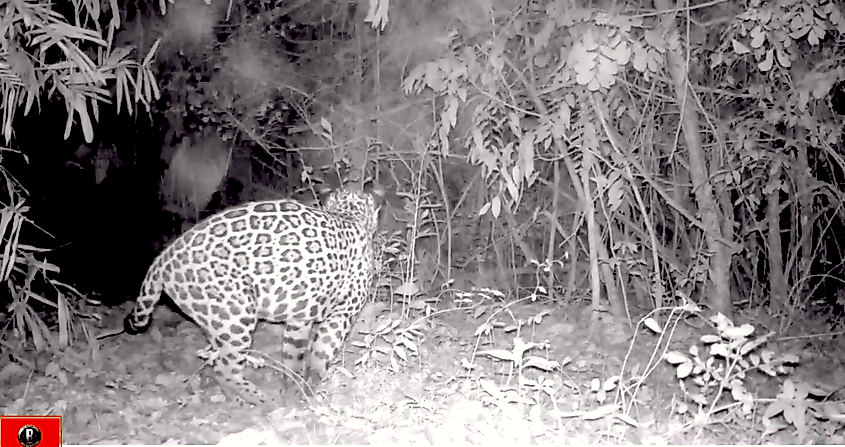 Hunting, deforestation, and fire threaten jaguars in the  Rainforest