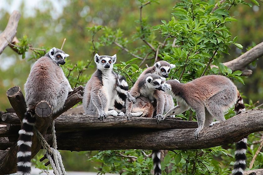 Animals That Live in Madagascar - WorldAtlas Animals That Live in Madagascar - WorldAtlas