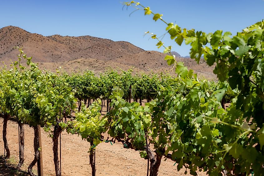 A vineyard in Arizona.