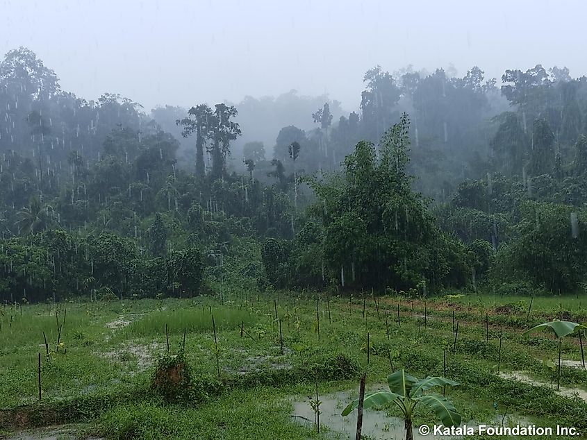 Philippines forest turtle habitat