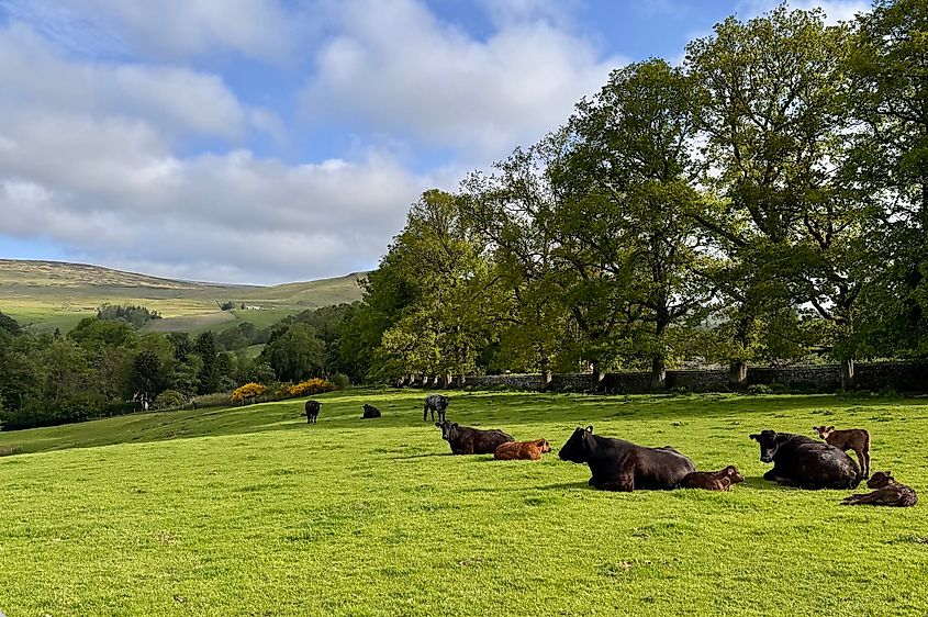 Monzie estate cows Image credit Bryan Dearsley