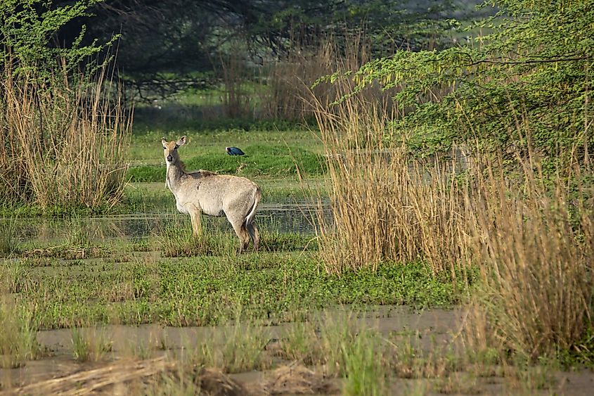 Sultanpur National Park