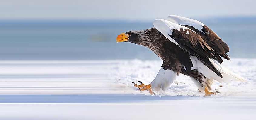 Águila marina de Steller