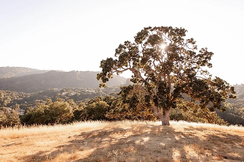 A lone California oak on a meadow with dry golden grass.