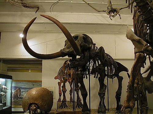The Boaz Mastodon at the UW-Madison Geology Museum Vertebrate Room.