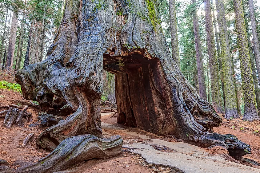 Dead Giant Tunnel Tree of Tuolumne Grove in Yosemite National Park.