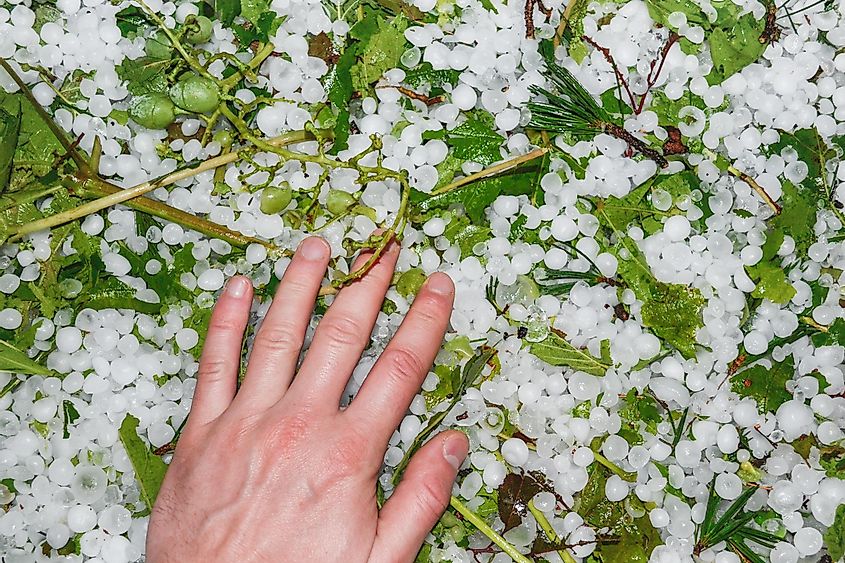 Hail hit vineyards: damaged grapes and foliage among hailstones on the ground