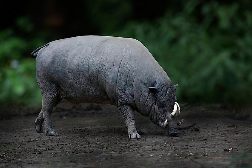 North Sulawesi babirusa (Babyrousa celebensis) in the forest.