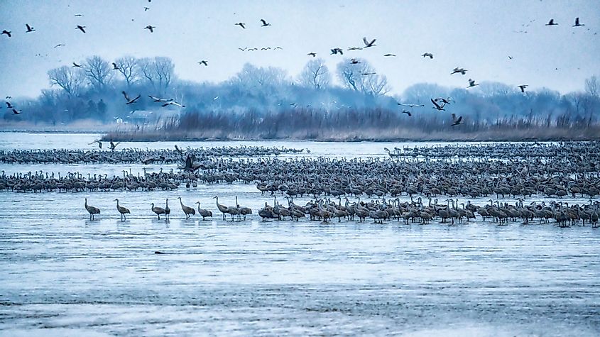 Sandhill cranes awaken on the Platte River in Kearney, Nebraska, during their spring migration.