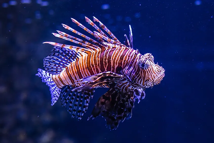 A lionfish with orange, white, and brown banding and elongated venomous spines.