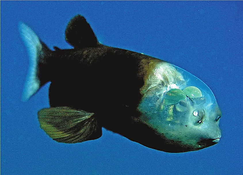 Barreleye fish