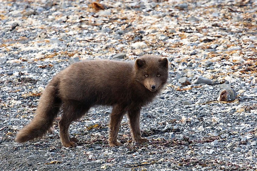 Arctic Fox in Commander Islands