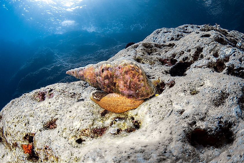 Triton snail - Adriatic Sea (Croatia)