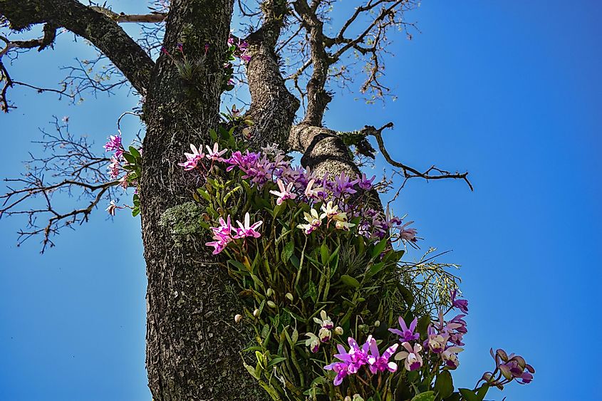 Collections of orchids growing on a large tree