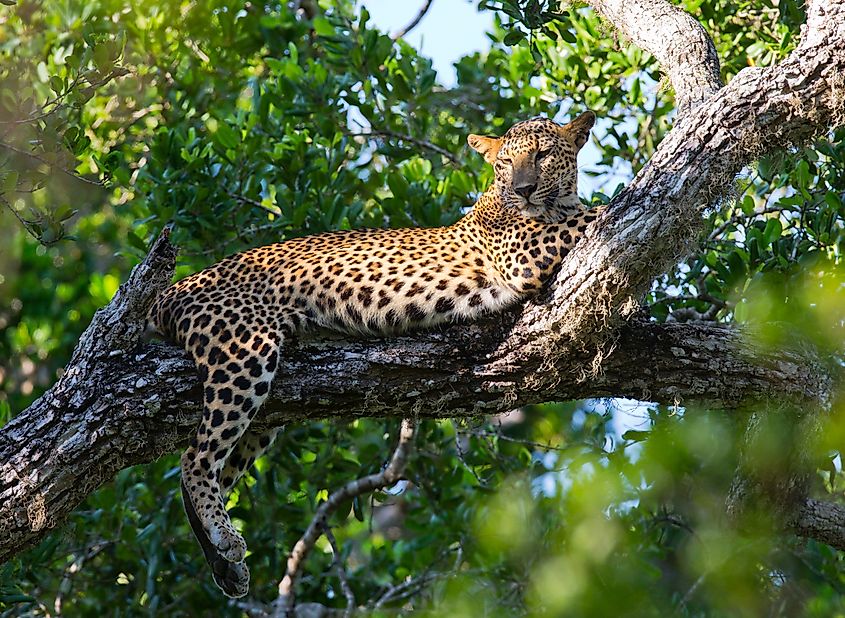 Leopard sleeping in a tree
