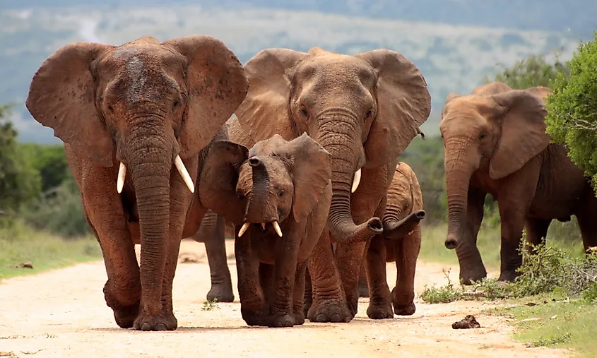 African elephant