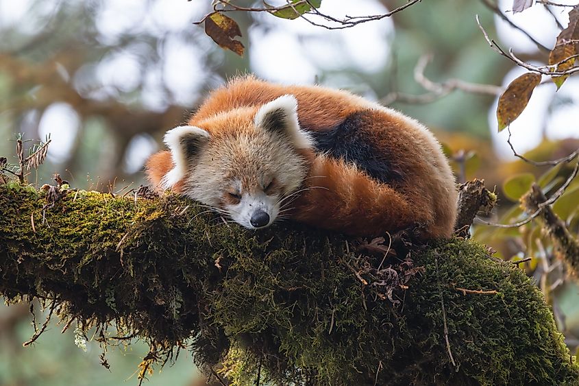 A red panda curls up for a long nap, conserving energy after a bamboo-heavy meal that offers little in calories