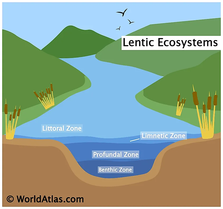 Benthic Zone Lake