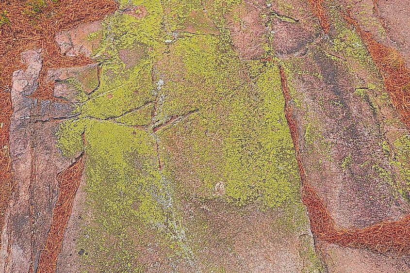 A lava field in Iceland covered in moss. 