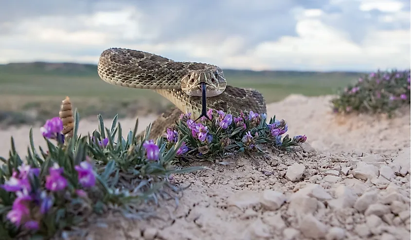 A closeup of a prairie rattlesnake