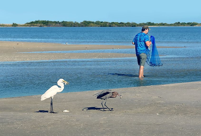 Adult and juvenile Great White Egret eating fish in Cayo Costa State Park, Florida.