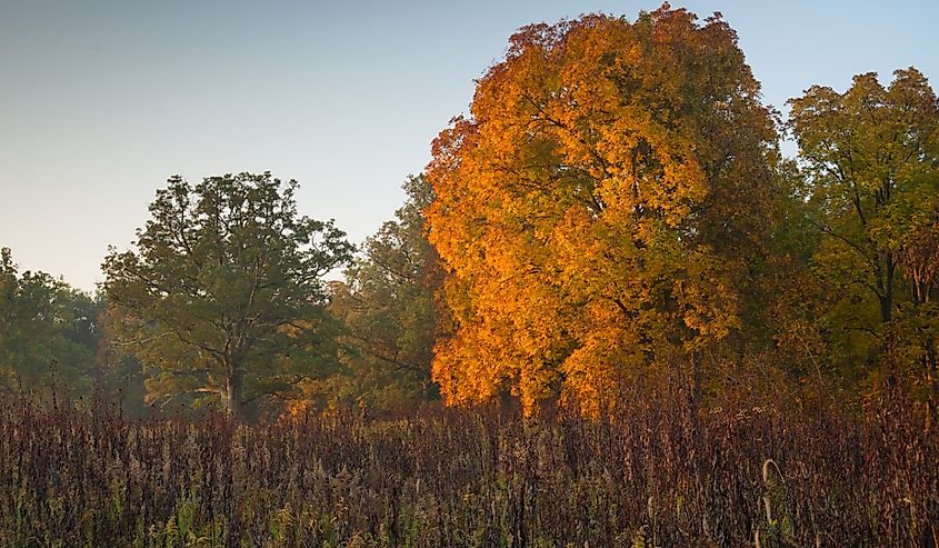 Battelle Darby Creek Metro Park at dawn in October