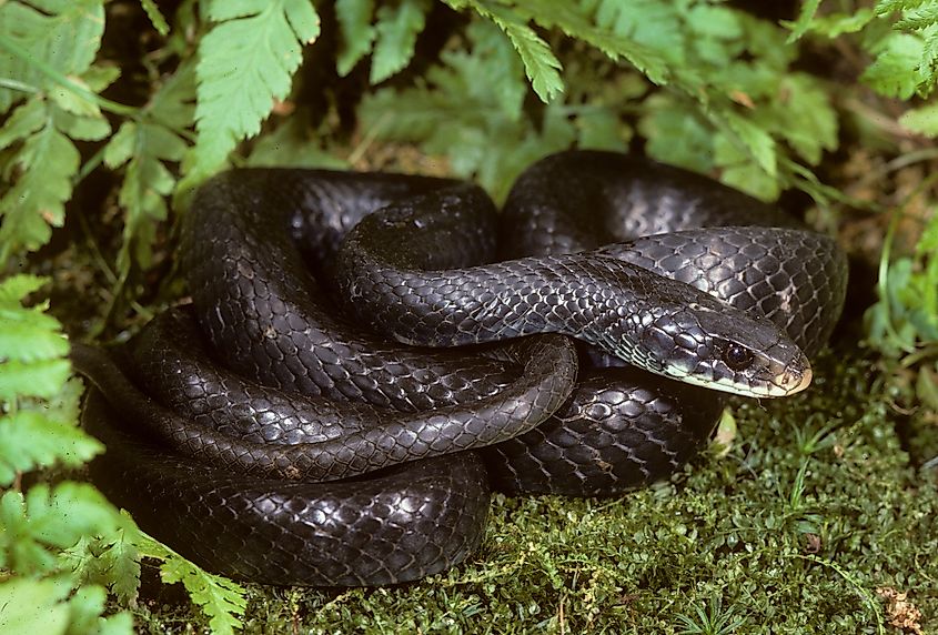 Northern Black Racer (Coluber constrictor).
