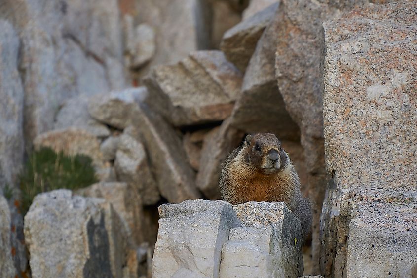 Mount Whitney rock hyrax