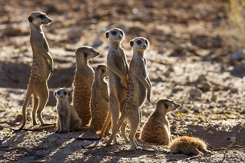 A mob of Meerkats in the desert.