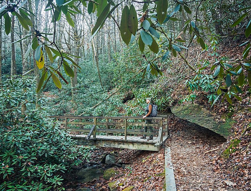 A hiker walking in the forest of the Stone Mountain State Park, North Carolina.