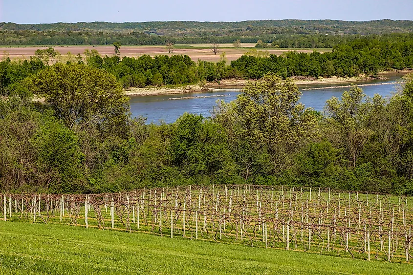 A vineyard near the Missouri River in Hermann, Missouri.