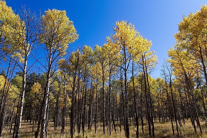 A grove of yellow aspens in the fall, Williams, Arizona. A blue sky is in the background.