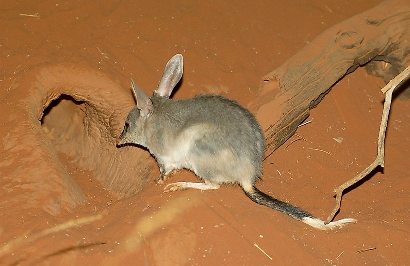 Bilby