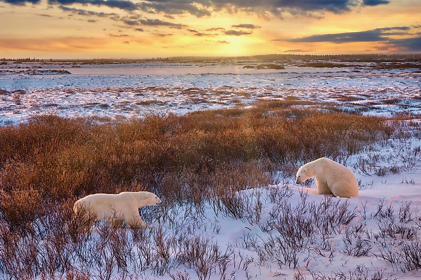 Canada polar bears