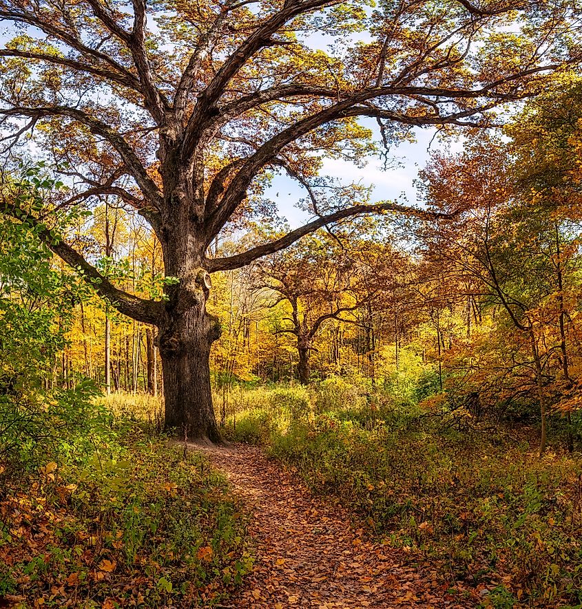 Two of the "three sisters" Oak trees at Sugarcreek Metro Park in Bellbrook Ohio