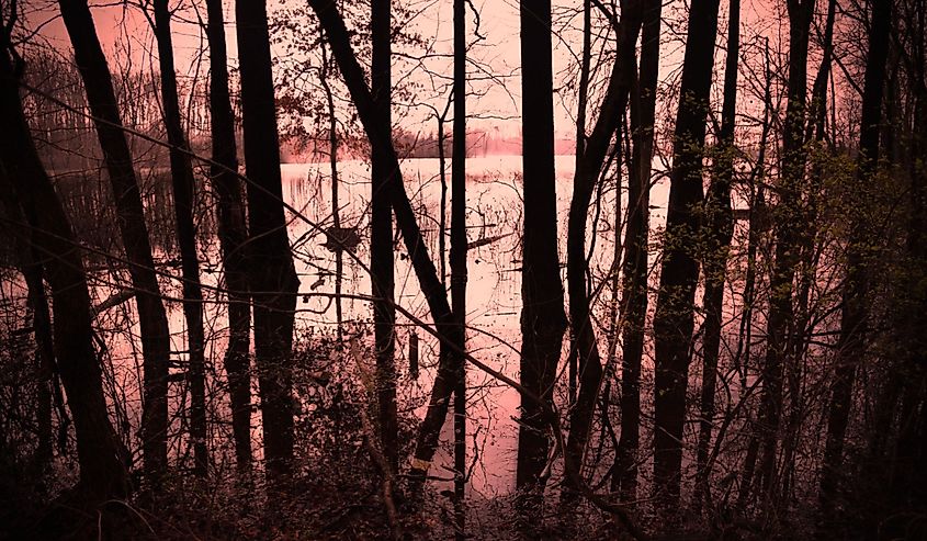 Silhouetted trees at the edge of a lake near Carbondale, Illinois.