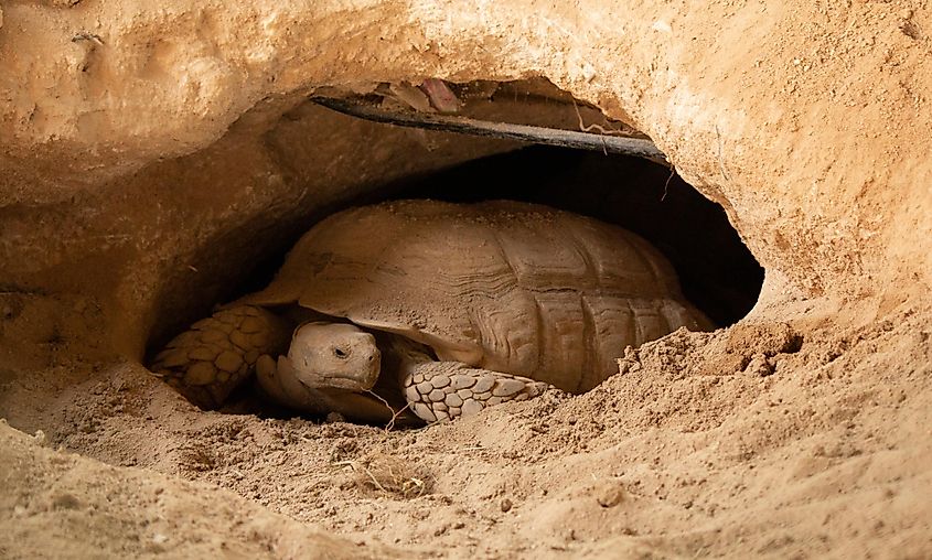 Desert tortoise