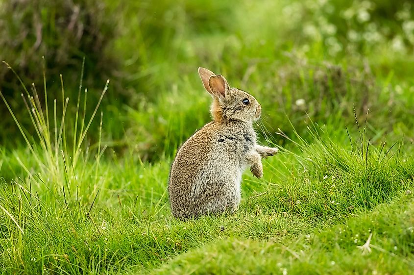 A wild European rabbit sitting in grass in the United Kingdom