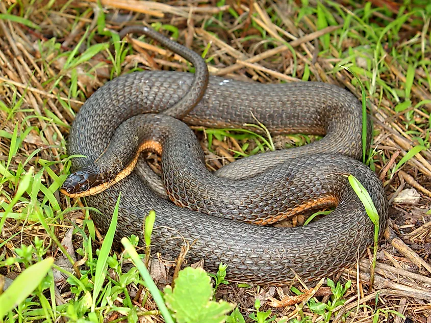 Queen Snake (Regina septemvittata) in llinois.