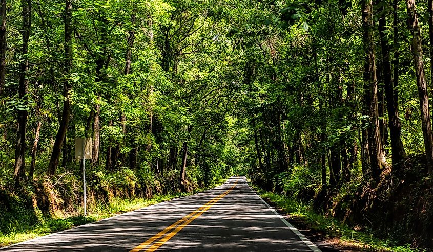 Tallahassee, USA Capital city miccosukee street scenic canopy road with nobody in Florida during day with southern live oak trees